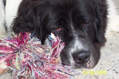 mon chien